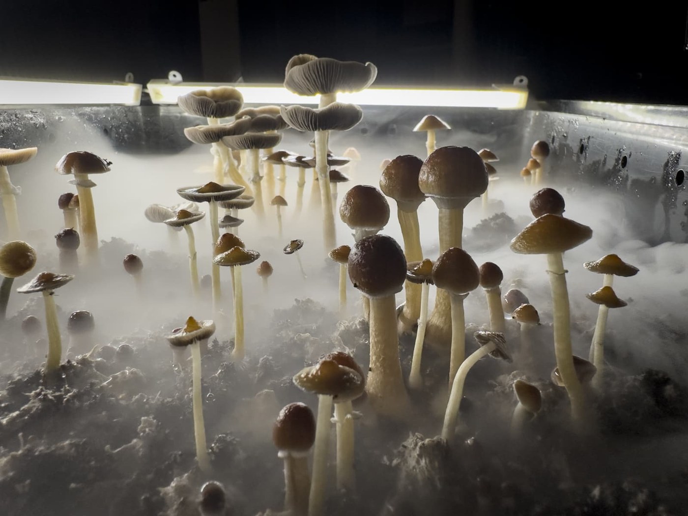 The market for psychedelic drugs to treat mental health conditions gets a big buy signal