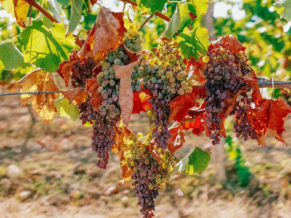 French winemakers forecast 30-year low harvest after severe drought and heat