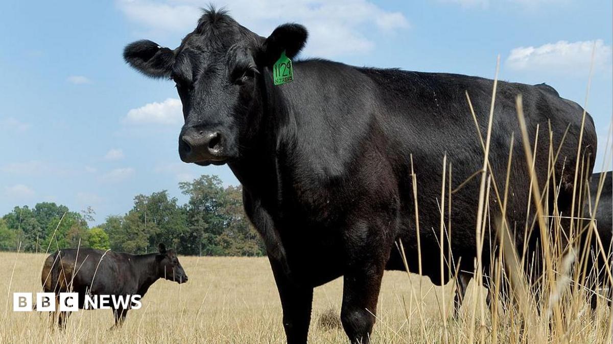 What's causing record high US beef prices?