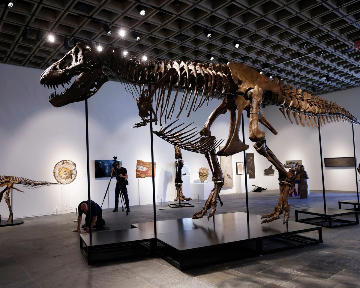 T rex fossil ‘Gus’ sells for $50.1m at New York auction, setting new record