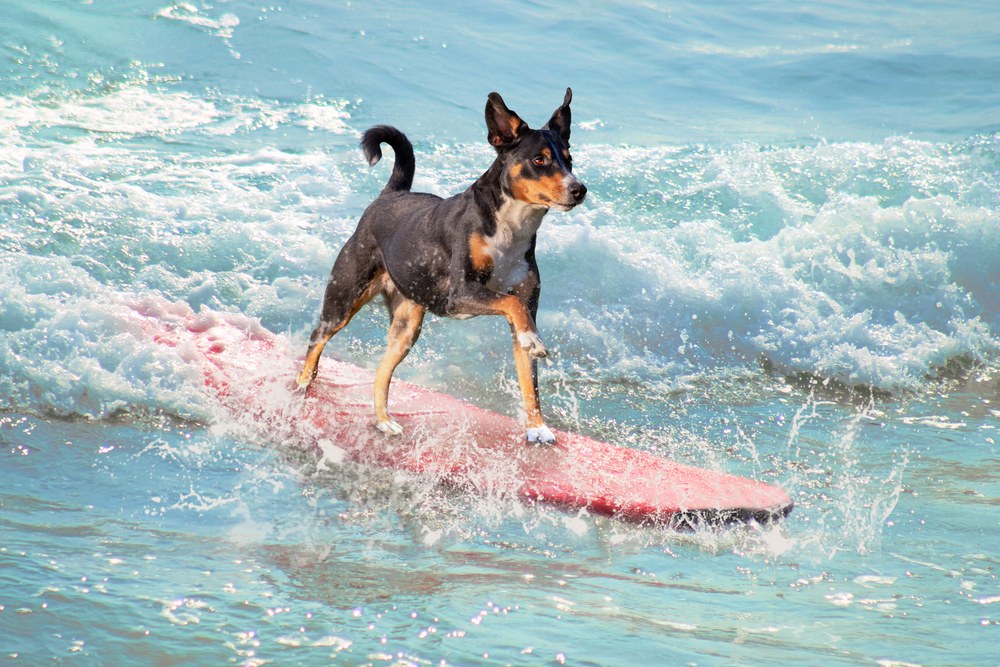 REIT ETF RDOG Rides M&A, Refinancing Wave to 22% Gain